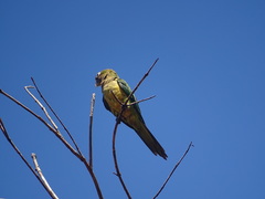 Eupsittula cactorum