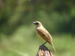 Agelaioides fringillarius