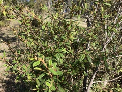 Pomaderris prunifolia