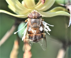 Copestylum macrocephalum