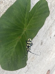 Anoplophora horsfieldii