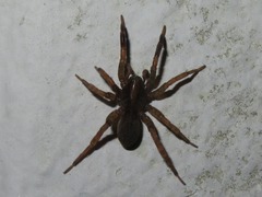 Trochosa terricola