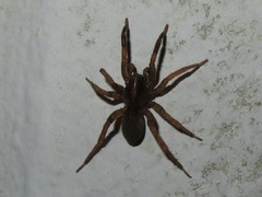 Trochosa terricola