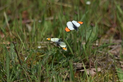Anthocharis julia flora