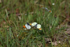 Anthocharis julia flora