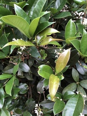Osmanthus