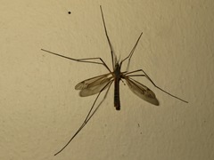 Tipula vernalis