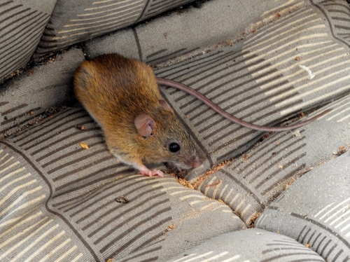 Fulvous Harvest Mouse (Reithrodontomys fulvescens)
