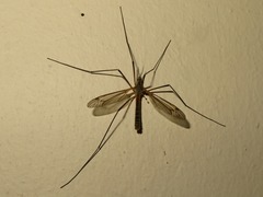 Tipula vernalis