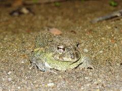 Odontophrynus