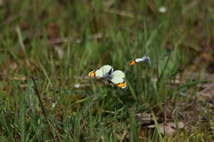 Anthocharis julia flora