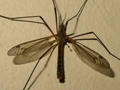 Tipula vernalis