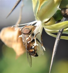 Copestylum macrocephalum