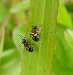 Meranoplus bicolor