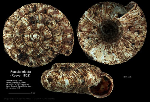 Fectola