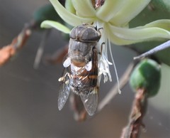 Copestylum macrocephalum