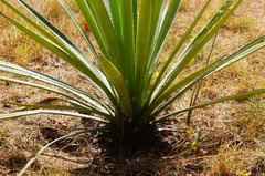 Agave rhodacantha