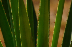 Agave rhodacantha
