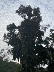 Aquilaria sinensis
