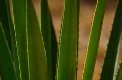 Agave rhodacantha