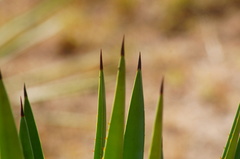 Agave rhodacantha
