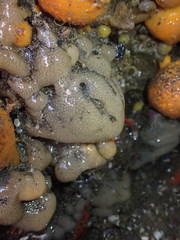 Pseudodistoma opacum