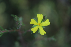 Hibbertia australis