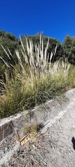 Cortaderia rudiuscula