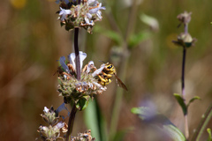 Anthidium illustre