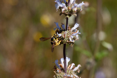 Anthidium illustre