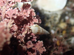 Pagurus novizealandiae