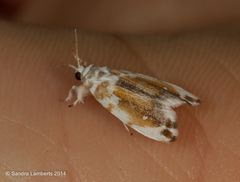 Eudoliche major