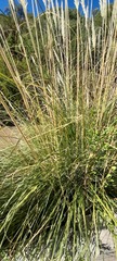 Cortaderia rudiuscula