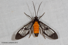 Cosmosoma braconoides