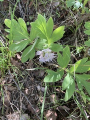 Hydrophyllum capitatum thompsonii