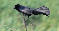 Quiscalus major