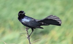Quiscalus major