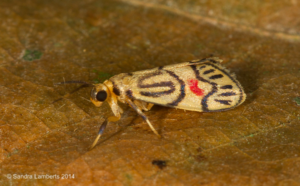 Prepiella aurea