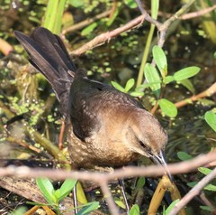 Quiscalus major