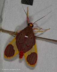 Trichromia pectinata