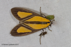 Xanthoarctia pseudameoides