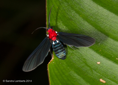 Psoloptera thoracica