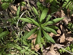 Lithospermum latifolium