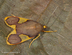 Trichromia brueckneri