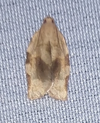 Choristoneura fractivittana