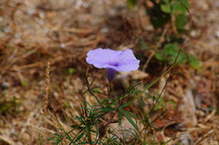 Ipomoea ternifolia