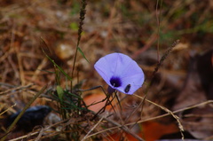 Ipomoea ternifolia