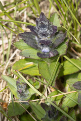 Ajuga genevensis