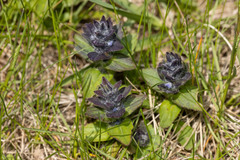 Ajuga genevensis