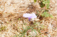 Ipomoea ternifolia
